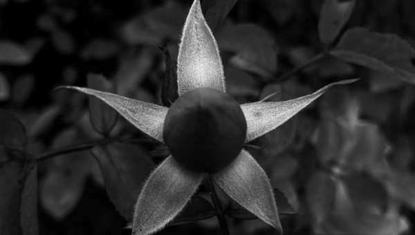 Alumna de Terapia Ocupacional ganó concurso de fotografía que unió arte y matemáticas