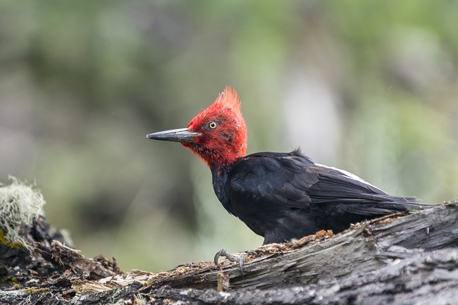 aves-australes-carpintero