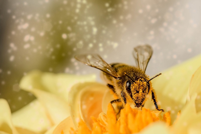 abejas-rutapensamiento-umayor