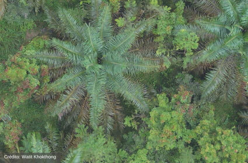 Científicos comprueban que islas de árboles pueden contrarrestar el daño ambiental ocasionado por los monocultivos