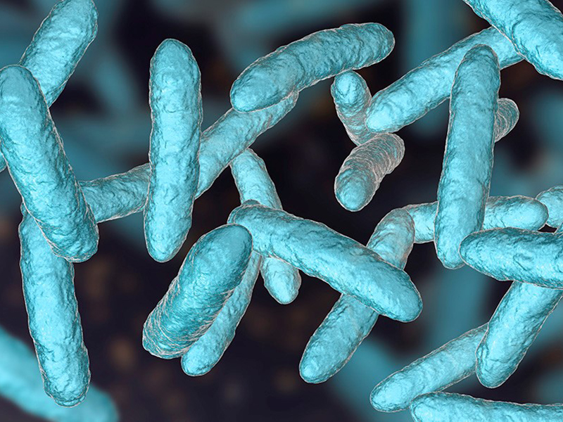 Unknown bacteria identification