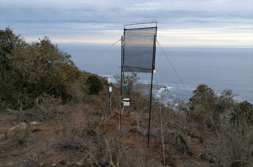 (Bosque El Boldo de Zapallar, Región de Valparaíso)