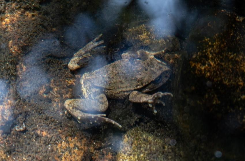 Rana de Cantillana (Alsodes cantillanensis). Crédito: Jeremy Cusack