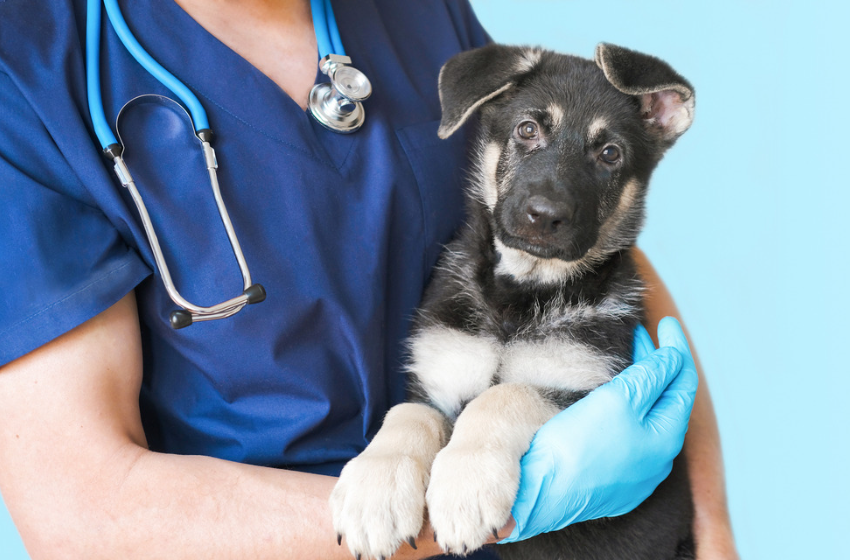 Medicina Veterinaria logró por segunda vez consecutiva una certificación de 6 años