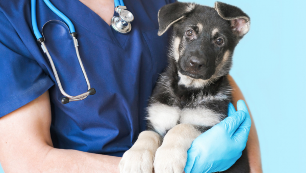 Medicina Veterinaria logró por segunda vez consecutiva una certificación de 6 años