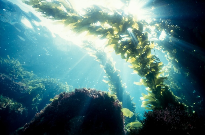 Académico enumera acciones de protección para la biodiversidad de los ecosistemas marinos